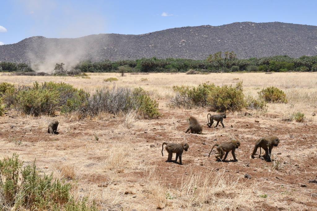 Buffalo Springs Nat. Reserve